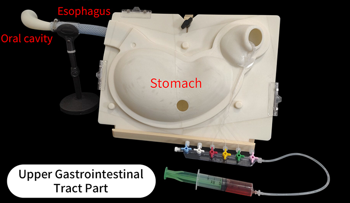 Image of the setting and structure of the upper gastrointestinal ulcer model